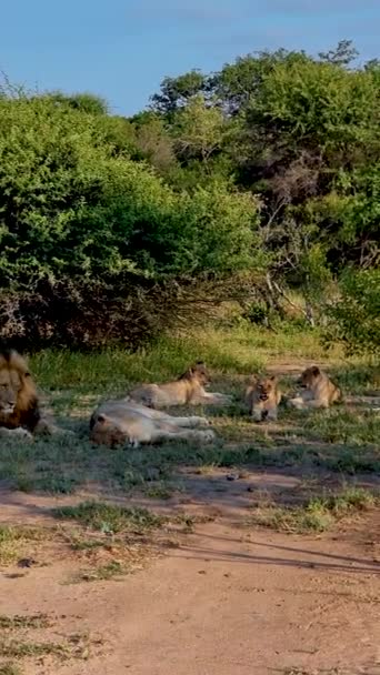 Леви Національному Парку Крюгер Південна Африка Родина Молодих Левів Разом — стокове відео