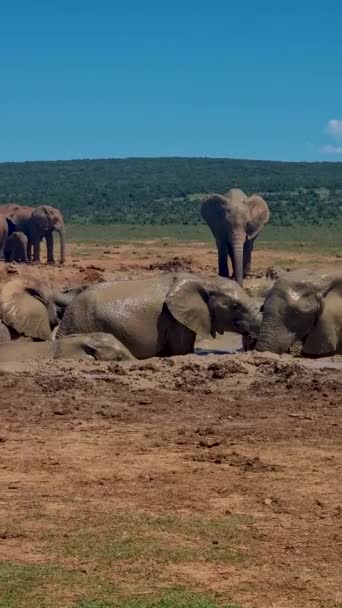 Addo Elephant Park South Africa Родина Слонів Парку Аддо Слон — стокове відео