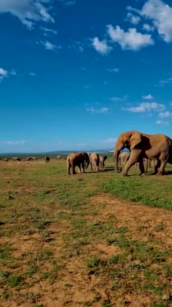 Addo Elephant Park Afrique Sud Famille Éléphants Dans Addo Elephant — Video