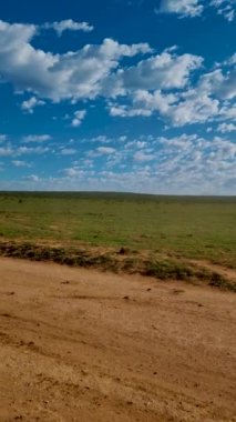 Addo Fil Parkı Güney Afrika, Addo Fil Parkı 'ndaki Fil Ailesi, su havuzunda banyo yapan filler. Afrika Filleri