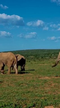 Addo Fil Parkı Güney Afrika, Addo Fil Parkı 'ndaki Fil Ailesi, su havuzunda banyo yapan filler. Afrika Filleri