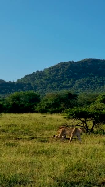 在南非克鲁格国家公园的狮子 在南非克鲁格附近的蓝峡谷保护区的灌木丛中 一群年轻的狮子聚集在一起 — 图库视频影像