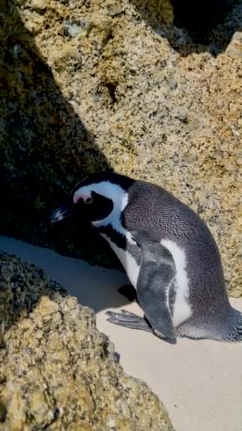Boulders Beach Simons Town Cape Town Afrika Selatan Penguin Yang — Stok Video