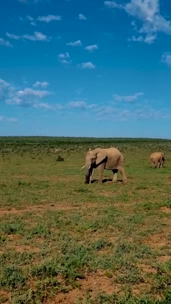 Addo Elephant Park Zuid Afrika Familie Van Olifanten Addo Olifantenpark — Stockvideo
