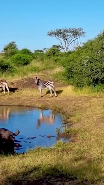 Cebras Búfalos Africanos Durante Puesta Del Sol Sudáfrica Thanda Reserva — Vídeos de Stock