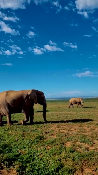 Addo Elephant Park Afrique Sud Famille Éléphants Dans Addo Elephant — Video