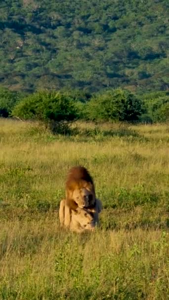 Lions Dans Parc National Kruger Afrique Sud Famille Jeunes Lions — Video