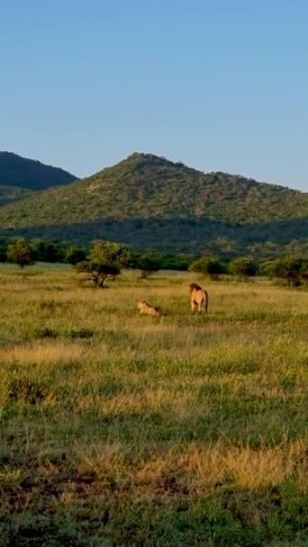 クルーガー国立公園南アフリカのライオン クルーガー近くの南アフリカのブルーキャニオン コンサーバンシーの茂みで一緒に若いライオンの家族 — ストック動画