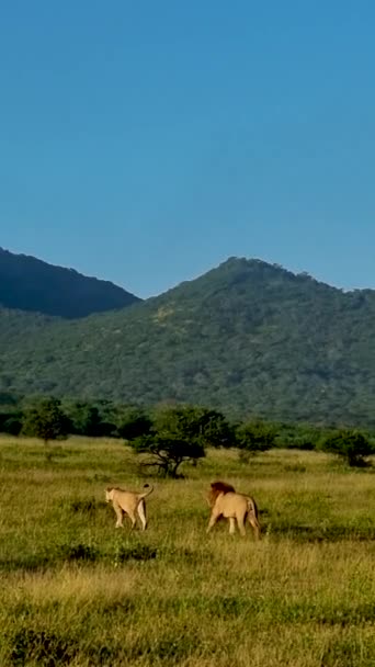 Leones Parque Nacional Kruger Sudáfrica Familia Jóvenes Leones Juntos Arbusto — Vídeos de Stock