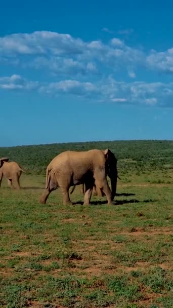 象公園の追加南アフリカ 象の家族は象公園を追加し 象はウォータープールで入浴します アフリカゾウ — ストック動画