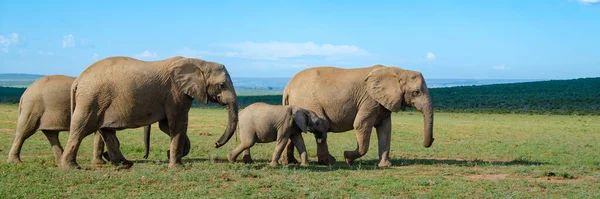 Купание Слонов Парк Слонов Аддо Южной Африке Семья Слонов Парке — стоковое фото