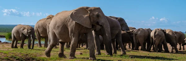 Elephants Bathing Addo Elephant Park South Africa Family Elephants Addo — Stock Photo, Image