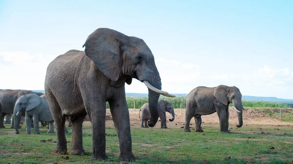 Ελέφαντες Μπάνιο Addo Elephant Park Νότια Αφρική Οικογένεια Ελέφαντες Στο — Φωτογραφία Αρχείου