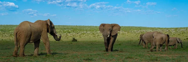 Olifanten Baden Addo Elephant Park Zuid Afrika Familie Van Olifanten — Stockfoto