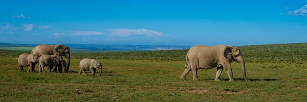 Elephants Bathing Addo Elephant Park South Africa Family Elephants Addo — Zdjęcie stockowe