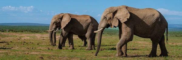 Ελέφαντες Μπάνιο Addo Elephant Park Νότια Αφρική Οικογένεια Ελέφαντες Στο — Φωτογραφία Αρχείου