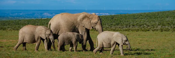 Elephants Bathing Addo Elephant Park South Africa Family Elephants Addo — Zdjęcie stockowe