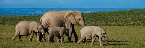 Elephants Bathing Addo Elephant Park South Africa Family Elephants Addo — Foto de Stock