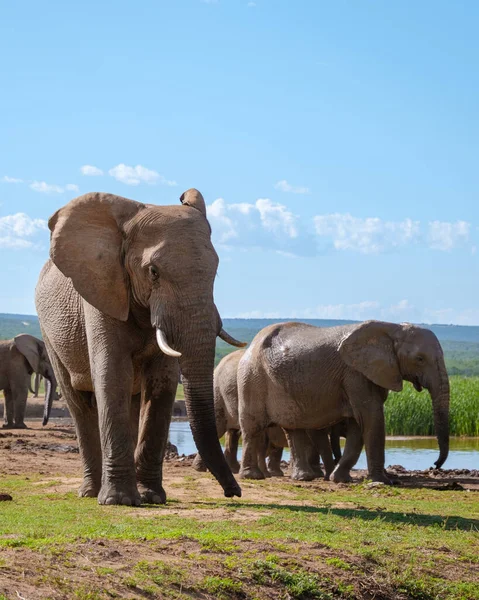 Ελέφαντες Μπάνιο Addo Elephant Park Νότια Αφρική Οικογένεια Ελέφαντες Στο — Φωτογραφία Αρχείου