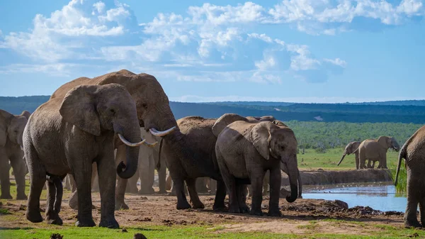 Ελέφαντες Μπάνιο Addo Elephant Park Νότια Αφρική Οικογένεια Ελέφαντες Στο — Φωτογραφία Αρχείου
