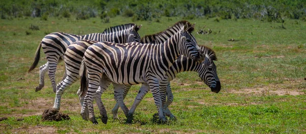 Azebra Africa Addo Elephant Park South Africa Family Zebra Addo — Fotografia de Stock