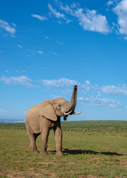 Elephants Bathing Addo Elephant Park South Africa Family Elephants Addo —  Fotos de Stock