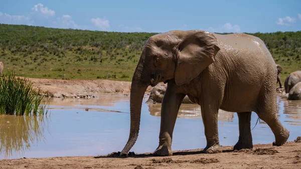 Elephants Bathing Addo Elephant Park South Africa Family Elephants Addo — Stock Fotó