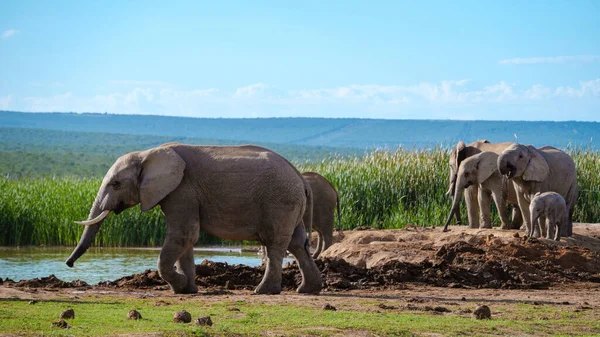 Ελέφαντες Μπάνιο Addo Elephant Park Νότια Αφρική Οικογένεια Ελέφαντες Στο — Φωτογραφία Αρχείου