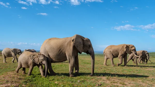 Ελέφαντες Μπάνιο Addo Elephant Park Νότια Αφρική Οικογένεια Ελέφαντες Στο — Φωτογραφία Αρχείου