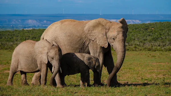 Elephants Bathing Addo Elephant Park South Africa Family Elephants Addo — Stock Photo, Image