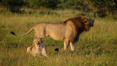 Güney Afrika 'da günbatımında dişi ve erkek aslan çiftleşerek Kwazulu Natal' ı korumaktadır. Aslan erkek ve dişi çiftleştiğinde savannah çalısı. 
