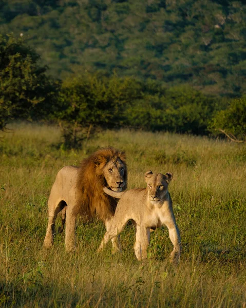 Jumelage Lion Mâle Femelle Coucher Soleil Afrique Sud Thanda Game — Photo