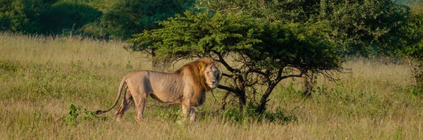 Güney Afrika Günbatımında Dişi Erkek Aslan Çiftleşerek Kwazulu Natal Korumaktadır — Stok fotoğraf