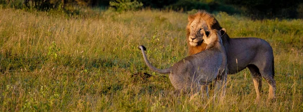 Lion Αρσενικό Και Θηλυκό Ζευγάρι Κατά Διάρκεια Της Δύσης Στη — Φωτογραφία Αρχείου