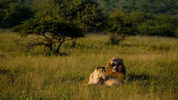 Лев Женщина Спариваются Закате Южно Африканском Заповеднике Thanda Game Kwazulu — стоковое фото