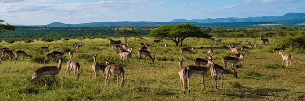 Savannah Landscape Sunset South Africa Thanda Game Reserve Kwazulu Natal — Stok fotoğraf