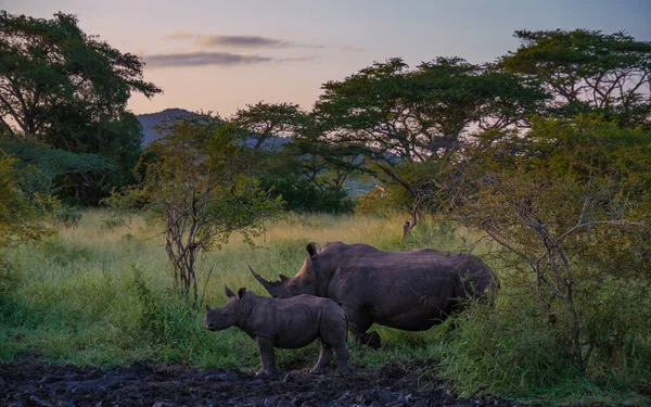 Savannah Krajina Západ Slunce Jižní Africe Thanda Game Reserve Kwazulu — Stock fotografie