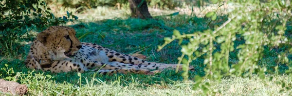 Leopardo Durante Tramonto Nelle Klaserie Private Nature Reserve Parte Del — Foto Stock