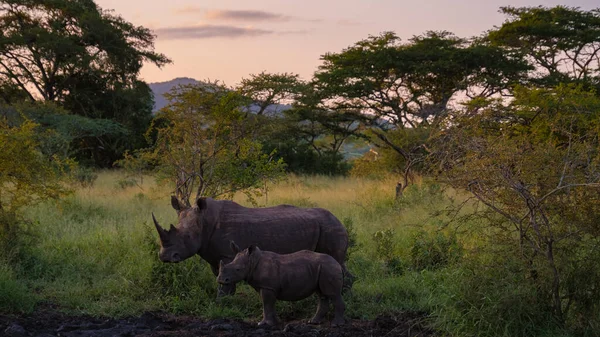 Rinoceronte Bianco Nel Bush Family Blue Canyon Conservancy Sud Africa — Foto Stock