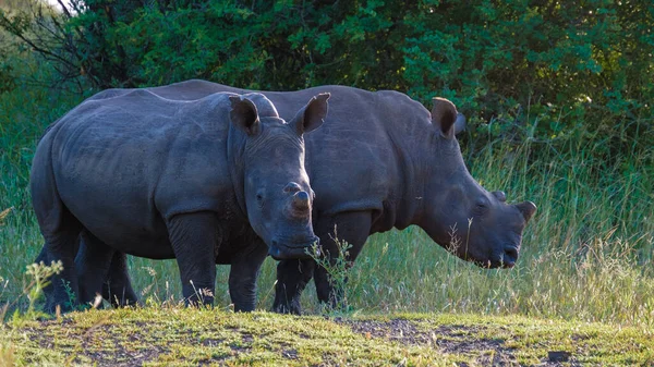 Bílý Nosorožec Keři Family Blue Canyon Conservancy Jižní Africe Blízkosti — Stock fotografie