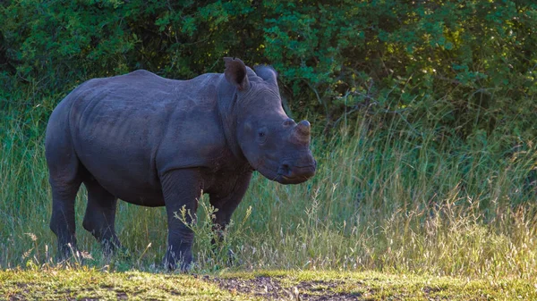 Rinoceronte Bianco Nel Bush Family Blue Canyon Conservancy Sud Africa — Foto Stock
