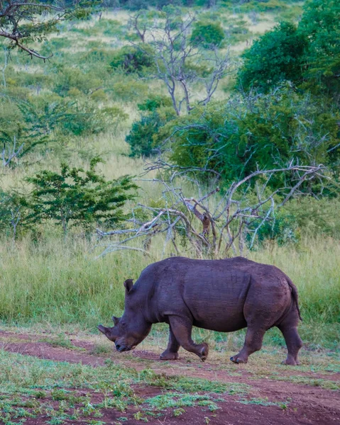 Белый Носорог Кустах Семьи Синего Каньона Южной Африке Возле Национального — стоковое фото