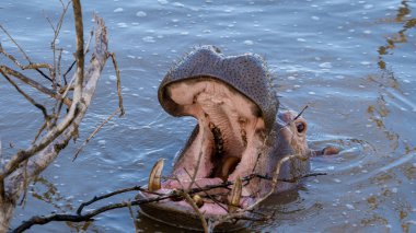 St. Lucia Güney Afrika 'da su aygırı, St. Lucia Gölü' nde su aygırı. Bir su aygırı, nehirlerde ve göllerde oldukça yaygındır. Gün boyunca suda ya da çamurda kalarak serin kalırlar.. 
