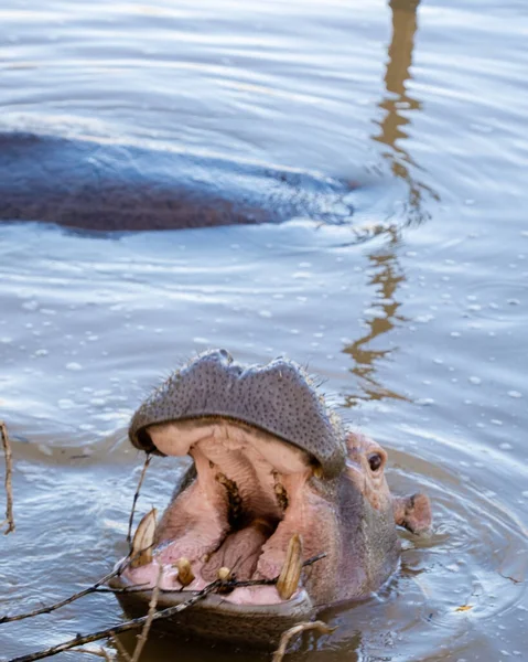 Ippona Santa Lucia Sud Africa Ippona Lago Santa Lucia Sud — Foto Stock