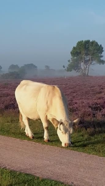 Blooming Heather Fields Purple Pink Heather Bloom Blooming Heater Veluwe — ストック動画