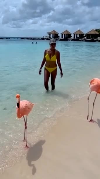 Flamingos Beach Aruba Colorful Flamingos Beach Aruba Woman Flamingo — Αρχείο Βίντεο