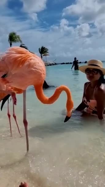 Flamingos Beach Aruba Colorful Flamingos Beach Aruba Woman Flamingo — Stockvideo