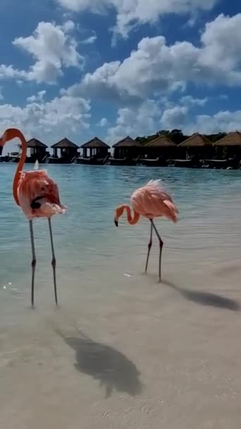 Flamingos Beach Aruba Colorful Flamingos Beach Aruba — Αρχείο Βίντεο