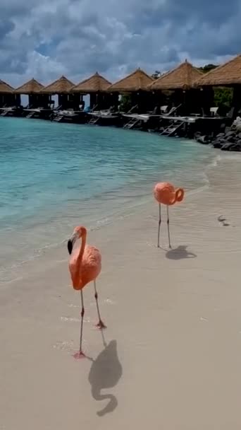 Flamingos Beach Aruba Colorful Flamingos Beach Aruba — 图库视频影像