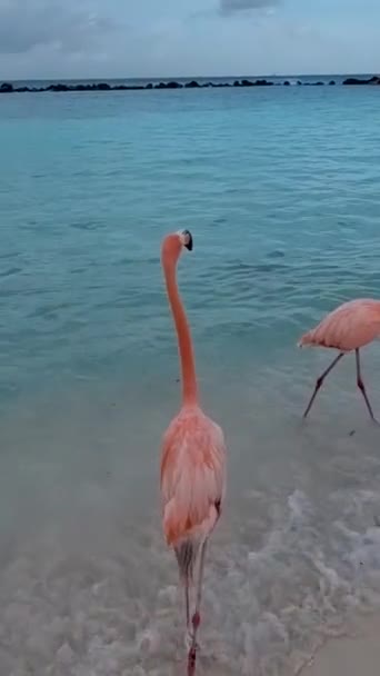 Flamingi Plaży Arubie Kolorowe Flamingi Plaży Arubie Kobieta Flamingiem — Wideo stockowe